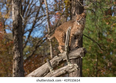 Bobcat (Lynx Rufus) Looks Left Atop Branch - Captive Animal