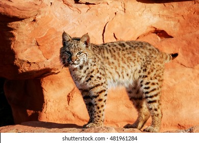 17,679 Bobcat Images, Stock Photos & Vectors | Shutterstock