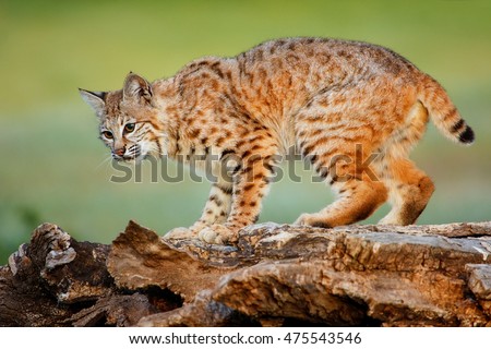 Bobcat (Lynx rufus) standing on a log