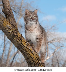 Bobcat (Lynx Rufus) Stands On Branch Looking Right - Captive Animal