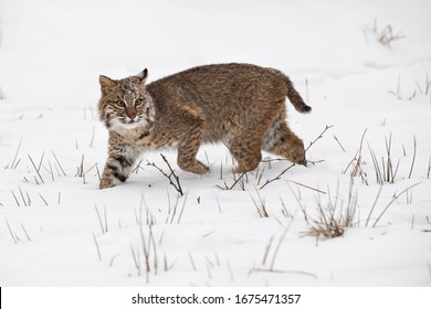 Bobcat (Lynx Rufus) Steps Through Snow One Ear Back Winter - Captive Animal