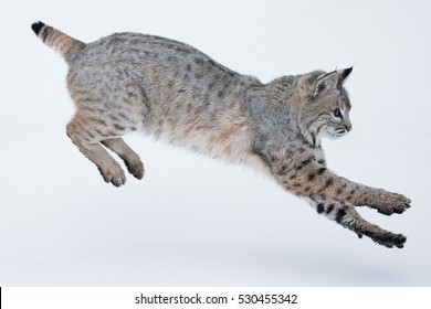 Bobcat Midair Leap Into Snow