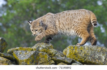 Bobcat on rocks  with lichen during spring time