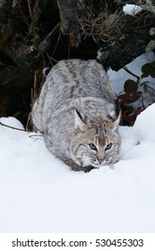 Bobcat Outside Its Den In The Snow