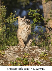 Bobcat With Paw Out Catching Food