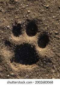 A Bobcat Paw Print In Sand 