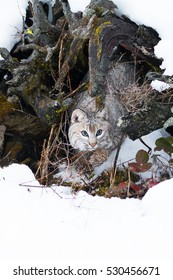 Bobcat Peaking Out Of Its Den In Winter