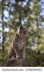 bobcat perched at the highest point it could find
