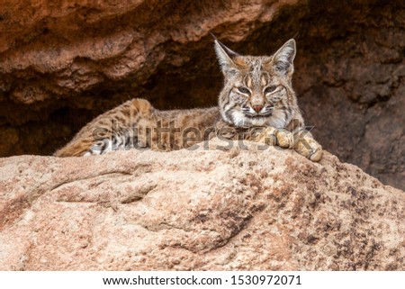 Bobcat Rests in the Shade at the Entrance of a Cave and Observes Its Territory