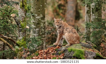 Bobcat sitting on rock with moss in a forest