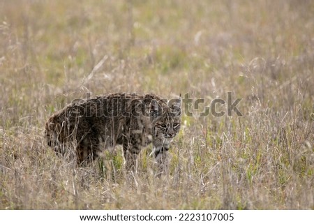 A Bobcat Stalking Prey in the Dry Grass