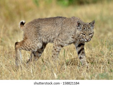 9 Lynx rufus californicus Images, Stock Photos & Vectors | Shutterstock