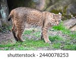 Bobcat standing on grass in front of a cave