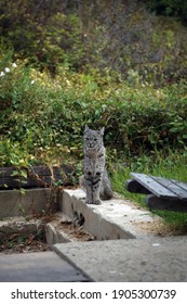 Bobcat Standing In Yard, Big Sur, California