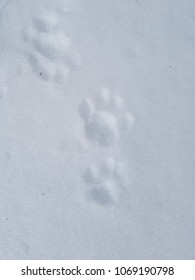 Bobcat Tracks In Snow