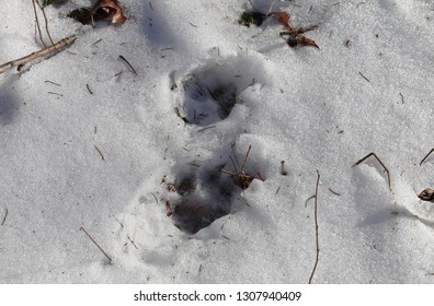 Bobcat Tracks In Snow