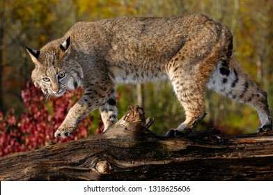 lynx rufus