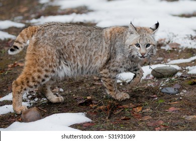 bobcat walking in snow looking at the camera
