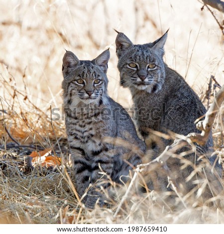 bobcats sit in the grass