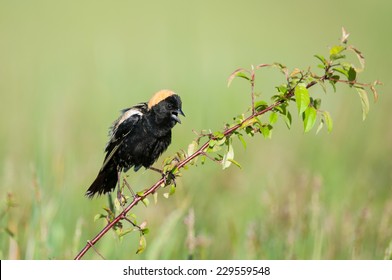 Bobolink