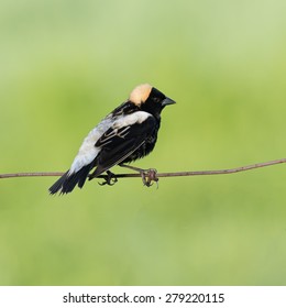 Bobolink