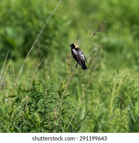 Bobolink