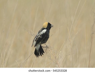 Bobolink