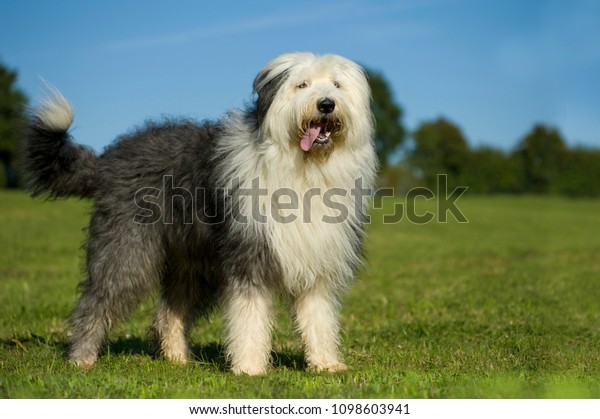 Bobtail dog standing in\
nature background
