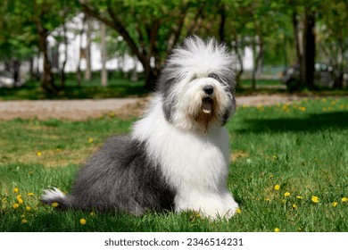Bobtail Old English Sheepdog cute dog in a green park