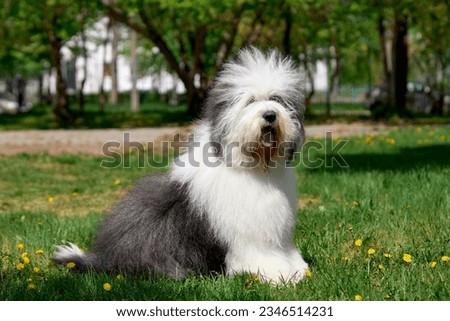 Bobtail Old English Sheepdog cute dog in a green park