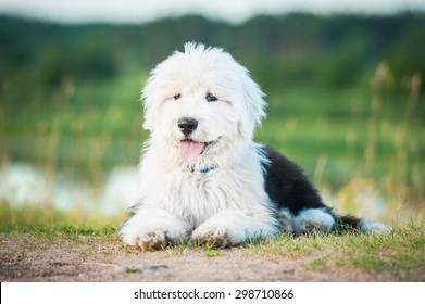 do sheep dogs shed