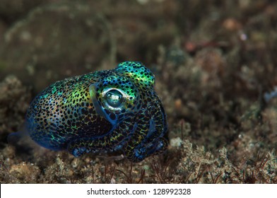 Bobtail Squid