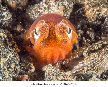 Bobtail Squid