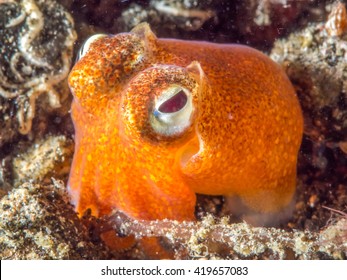 Bobtail Squid