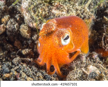 Bobtail Squid