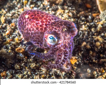 Bobtail Squid