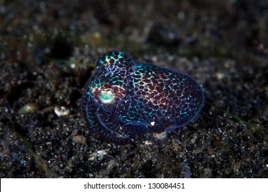 A Bobtail Squid (Euprymna Berryi) Is Found On The Sandy Bottom Of Lembeh Strait, Indonesia.  This Species Has A Bioluminescent Light Organ Embedded In Its Gill Cavity.