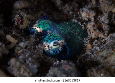 A Bobtail Squid Hides In Rubble On The Seafloor In Indonesia. These Interesting Cephalopods Have Bioluminescent Bacteria Are Used To Mimic Moonlight At Night And Eliminate Their Silhouette.