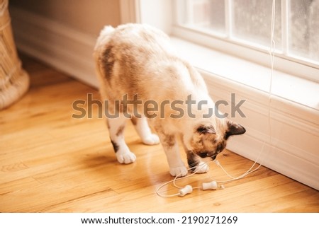 A bobtailed cat playing with the string from the window blinds