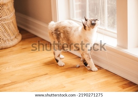 A bobtailed cat playing with the string from the window blinds