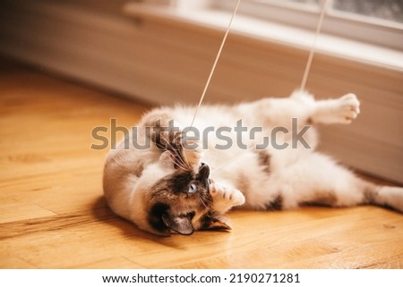 A bobtailed cat playing with the string from the window blinds