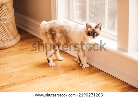 A bobtailed cat playing with the string from the window blinds