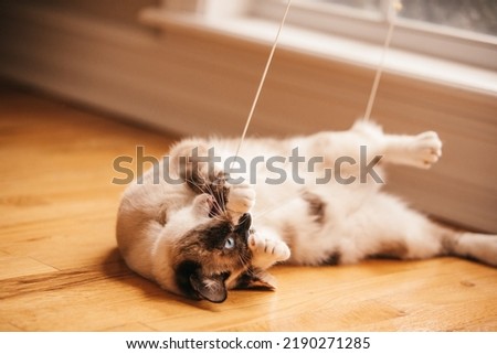 A bobtailed cat playing with the string from the window blinds