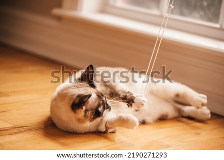 A bobtailed cat playing with the string from the window blinds