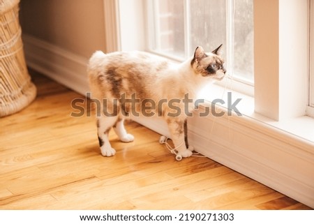 A bobtailed cat playing with the string from the window blinds