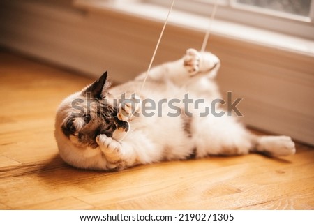 A bobtailed cat playing with the string from the window blinds