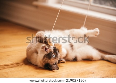 A bobtailed cat playing with the string from the window blinds