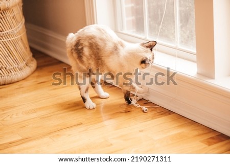 A bobtailed cat playing with the string from the window blinds