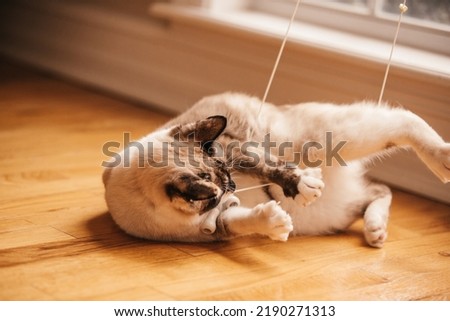 A bobtailed cat playing with the string from the window blinds