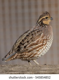 Bobwhite Quail